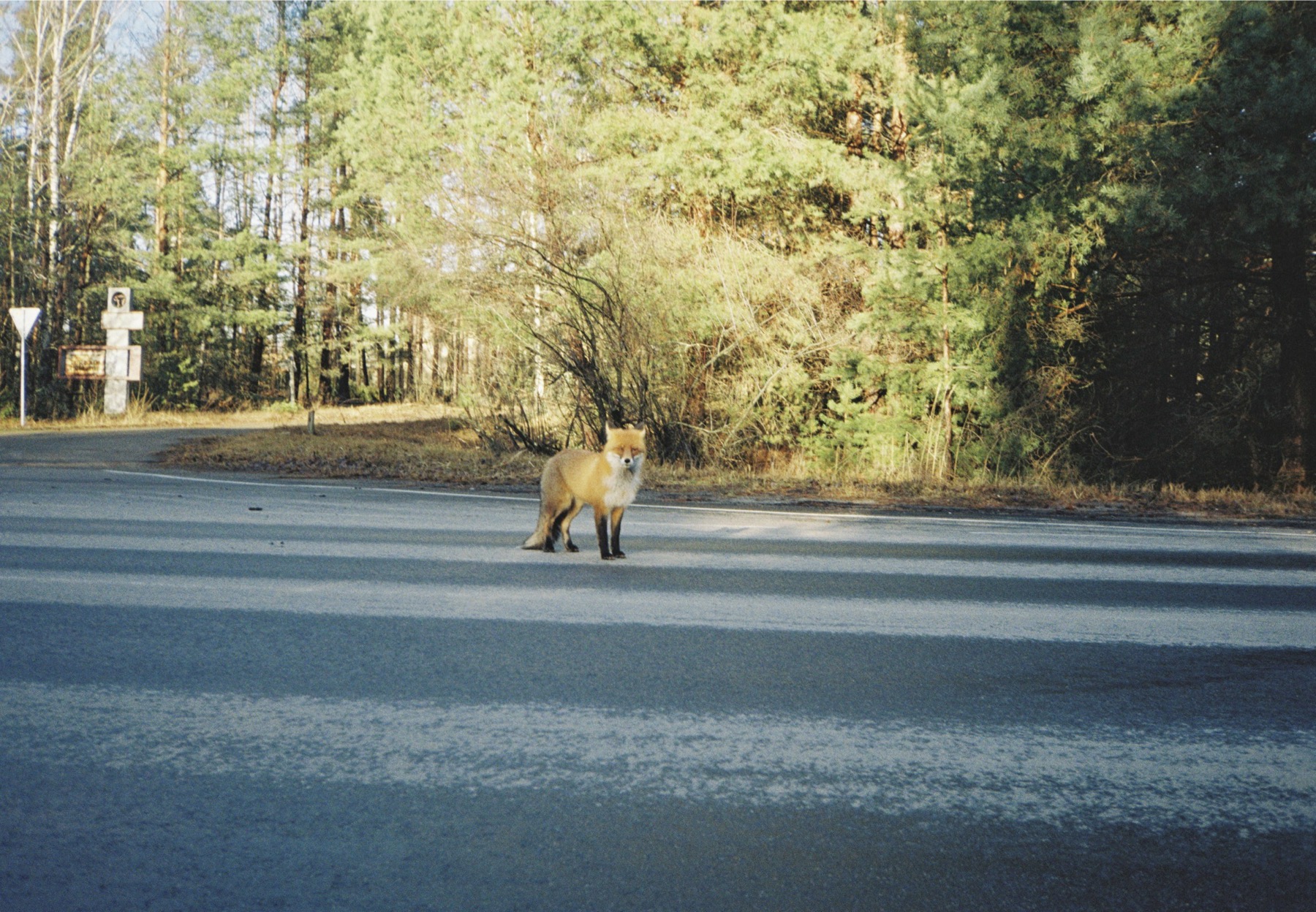 Chernobyl fox