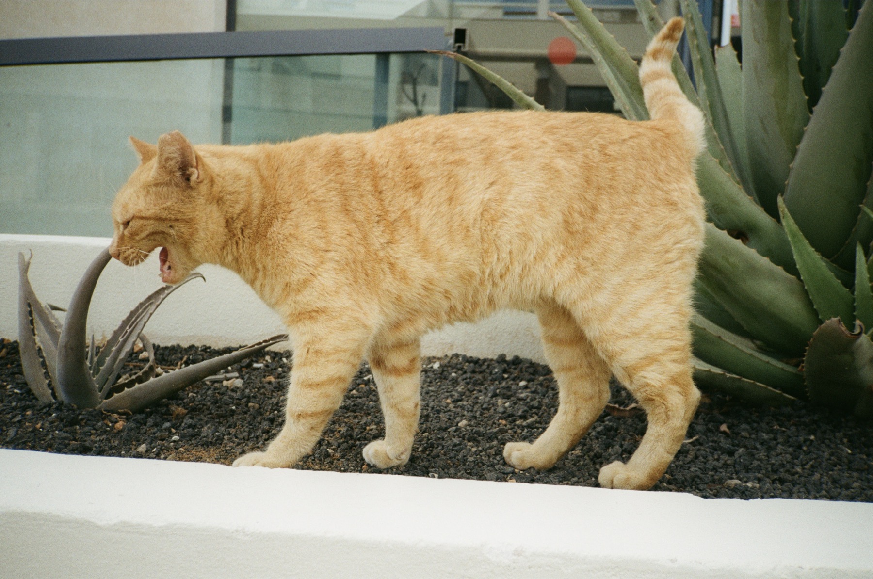 Ginger cat
