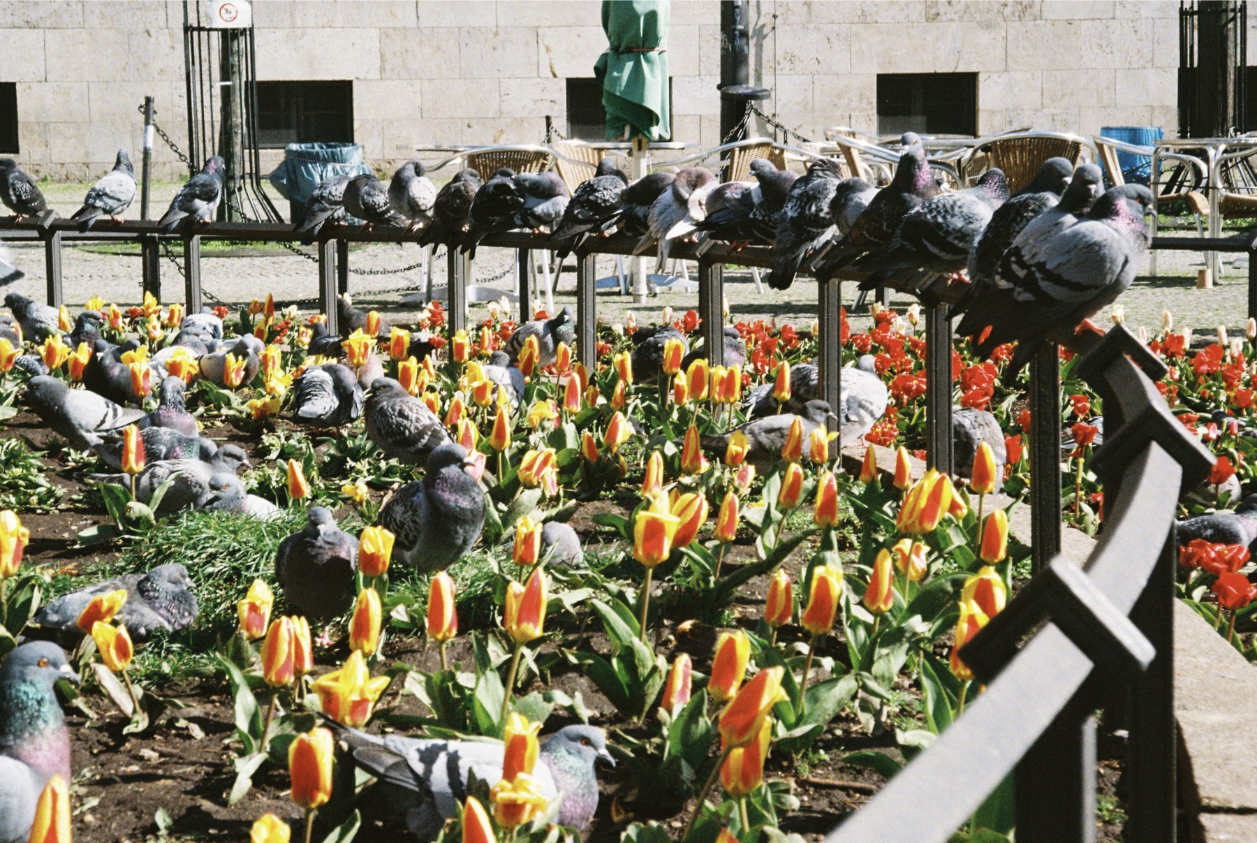 Pigeons