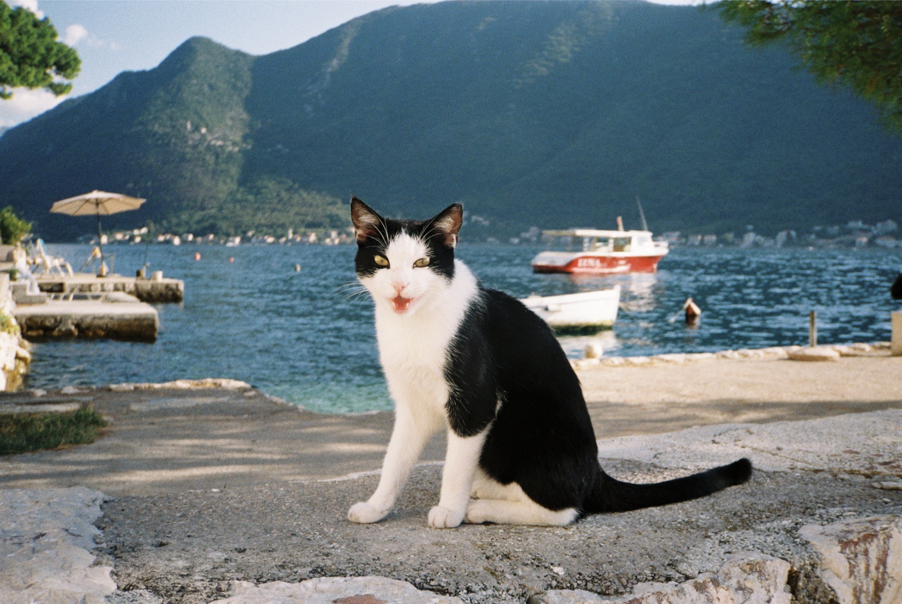 Zorro